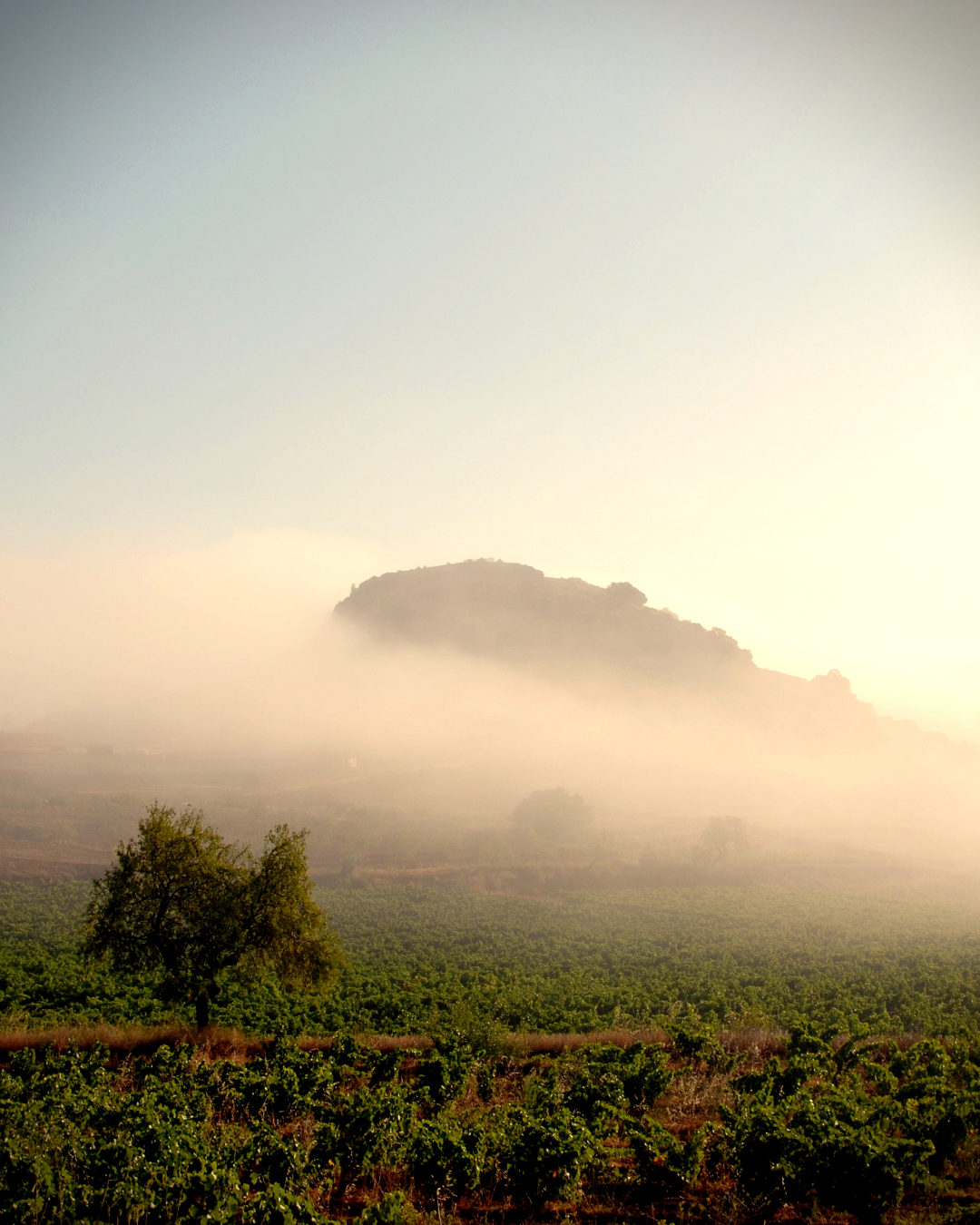 Vista de viñedo de Gil Pejenaute Viticultor, Tabuenca. Denominación de Origen Campo de Borja